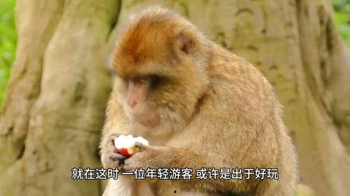 猴子吃瓜完整视频,欢乐瞬间，趣味横生的自然奇观