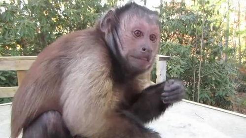 猴子吃瓜完整视频,欢乐瞬间，趣味横生的自然奇观