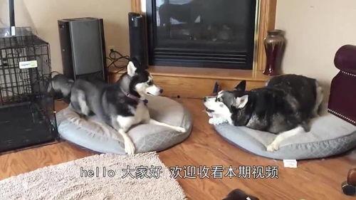 父子吃瓜比赛视频,吃瓜大赛欢乐多