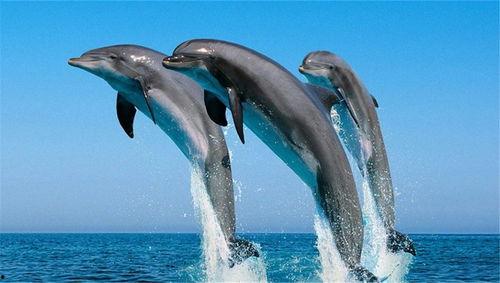 海豚吃瓜网页,揭秘海洋生物的趣味食趣