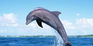 海豚吃瓜网页,揭秘海洋生物的趣味食趣