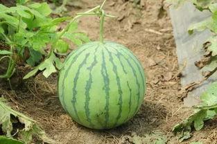 宜春幼专吃瓜,揭秘校园热点背后的真相