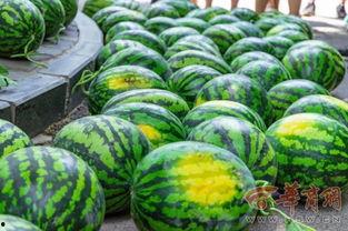 云南西南林大学吃瓜,揭秘校园里的“吃瓜”文化