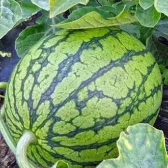 宁夏吃的瓜,探寻塞上江南的甜蜜诱惑