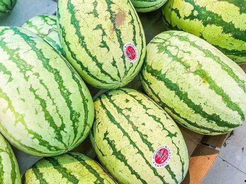 宁夏吃的瓜,探寻塞上江南的甜蜜诱惑