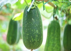 澳洲越哥吃瓜,揭秘娱乐圈背后的秘密与八卦