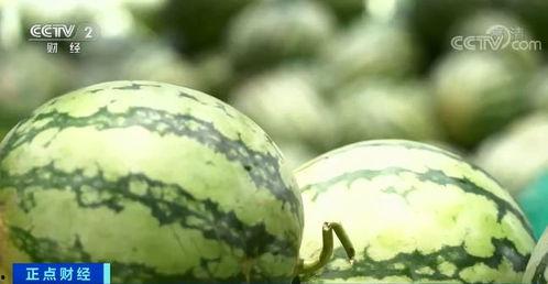 专业吃瓜要用专业吃瓜号,揭秘网络舆论场中的“瓜界达人”